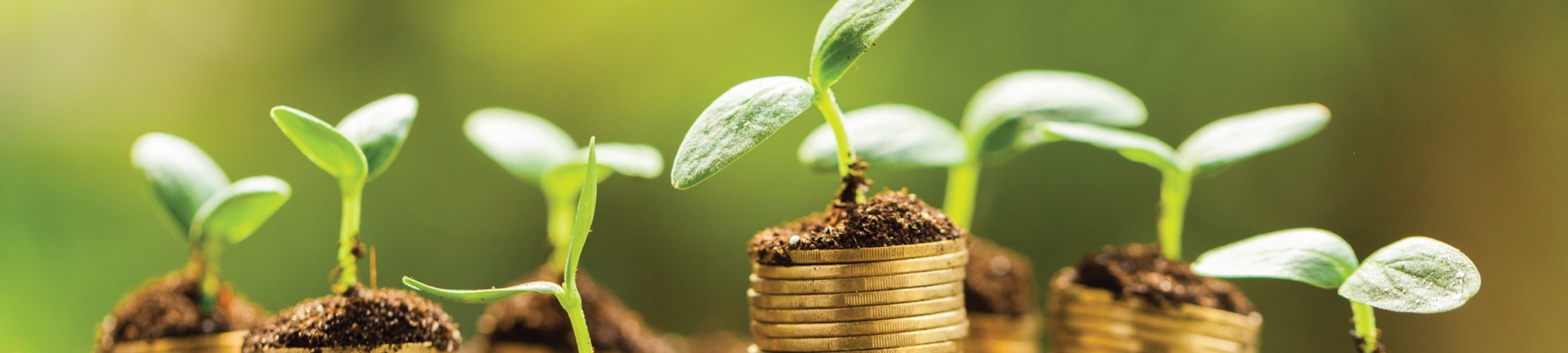 Seedlings on stacks of coins